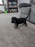 Duke/Green, a male German Shepherd Dog for sale in Trenton, MO – Photo 1 of 6