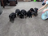 Duke/Green, a male German Shepherd Dog for sale in Trenton, MO – Photo 4 of 6