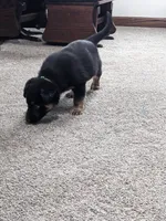 Duke/Green, a male German Shepherd Dog for sale in Trenton, MO – Photo 2 of 6