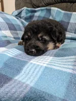 Odin/Lime Green, a male German Shepherd Dog for sale in Trenton, MO – 1 of 4
