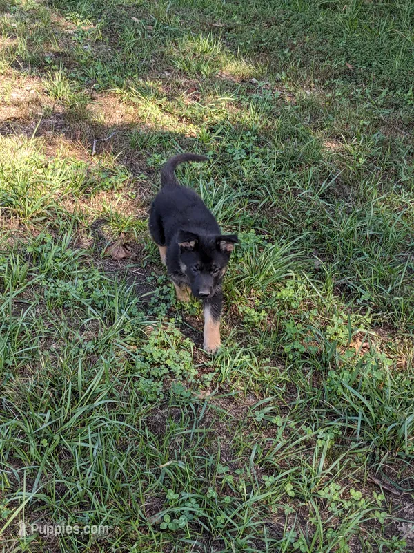 Heidi/Tan – German Shepherd Dog puppy for sale in Trenton, MO