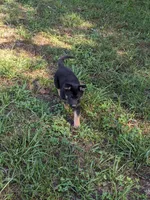 Heidi/Cream, a male German Shepherd Dog for sale in Trenton, MO – 3 of 5