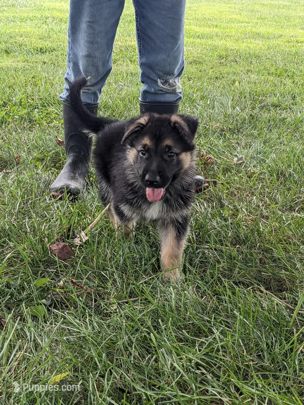 Maya/Lime Green – German Shepherd Dog puppy for sale in Trenton, MO