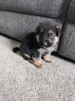 Duke/Orange, a male German Shepherd Dog for sale in Trenton, MO – 2 of 5