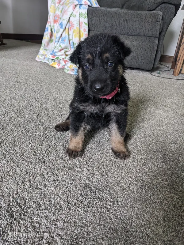 Willow/Pink – German Shepherd Dog puppy for sale in Trenton, MO