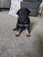 Willow/Pink, a female German Shepherd Dog for sale in Trenton, MO – 1 of 5