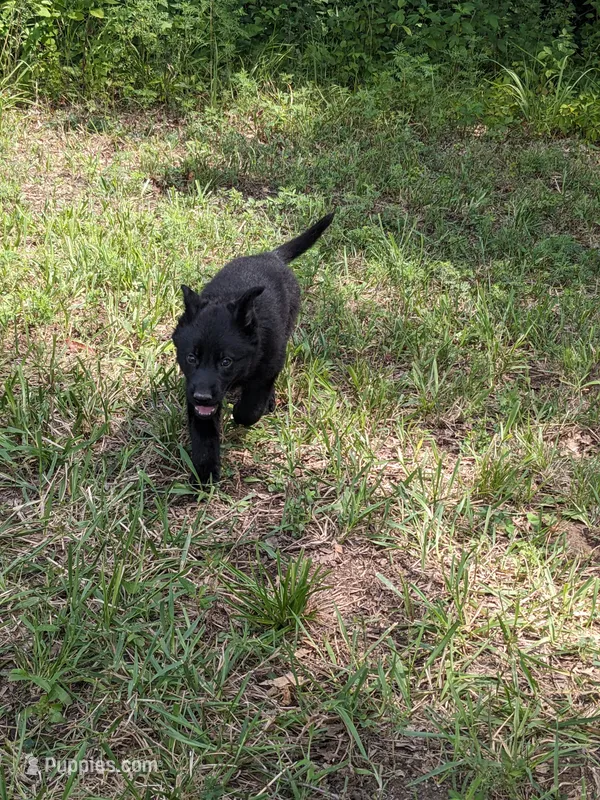 Sadie/Purple – German Shepherd Dog puppy for sale in Trenton, MO