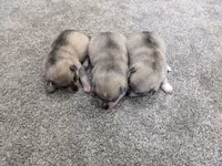 Thor, a male Alaskan Klee Kai for sale in Trenton, MO – 4 of 6
