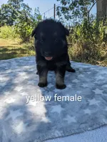 Blaze/Yellow, a male German Shepherd Dog for sale in Trenton, MO – 3 of 5