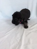 Sophia/Pink, a female German Shepherd Dog for sale in Trenton, MO – 2 of 6