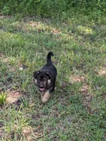 Luna/Purple, a female German Shepherd Dog for sale in Trenton, MO – 8 of 9