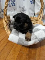 Princess/Pink, a female German Shepherd Dog for sale in Trenton, MO – Photo 1 of 4