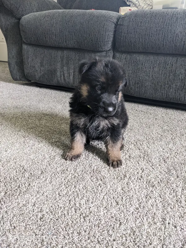 Finn/Green – German Shepherd Dog puppy for sale in Trenton, MO