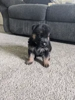 Finn/Green, a male German Shepherd Dog for sale in Trenton, MO – 1 of 4