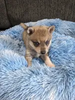 Blue Girl , a female Alaskan Klee Kai for sale in Trenton, MO – 3 of 8