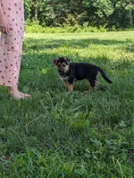 Princess/Pink, a female German Shepherd Dog for sale in Trenton, MO – 4 of 10
