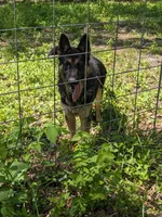 Luna/Purple, a female German Shepherd Dog for sale in Trenton, MO – 5 of 5