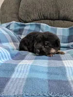 Guy/Black, a male German Shepherd Dog for sale in Trenton, MO – 3 of 4