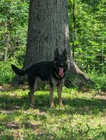 Grace/Pink, a male German Shepherd Dog for sale in Trenton, MO – 4 of 4