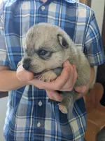 Runa/Pink, a female Alaskan Klee Kai for sale in Trenton, MO – 2 of 5