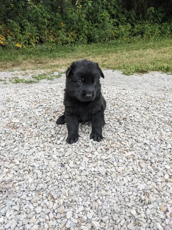 Sadie/Purple – German Shepherd Dog puppy for sale in Trenton, MO