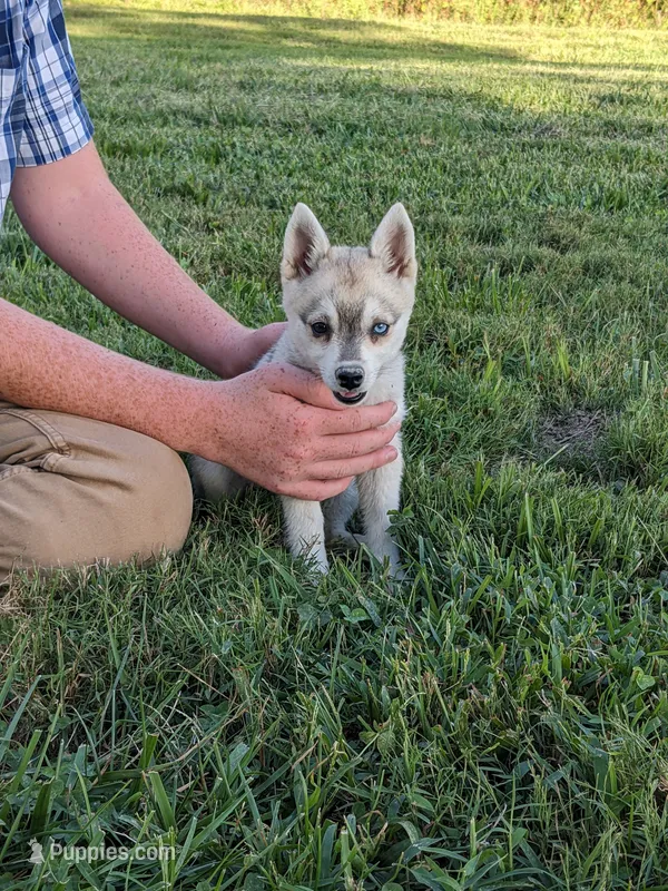 Runa/Pink – Alaskan Klee Kai puppy for sale in Trenton, MO