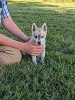 Runa/Pink, a female Alaskan Klee Kai for sale in Trenton, MO – 1 of 6