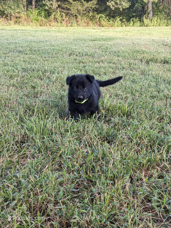 Echo/Lime Green – German Shepherd Dog puppy for sale in Trenton, MO