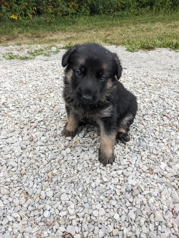 Sophia/Pink – German Shepherd Dog puppy for sale in Trenton, MO