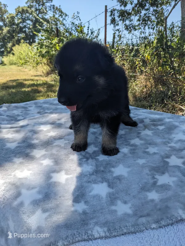 Blaze/Yellow – German Shepherd Dog puppy for sale in Trenton, MO