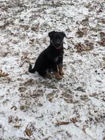 Diesel/Red, a male German Shepherd Dog for sale in Trenton, MO – Photo 2 of 6