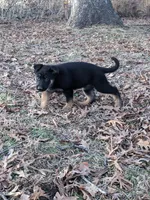 Diesel/Red, a male German Shepherd Dog for sale in Trenton, MO – Photo 1 of 6