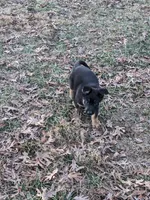 Diesel/Red, a male German Shepherd Dog for sale in Trenton, MO – Photo 4 of 6