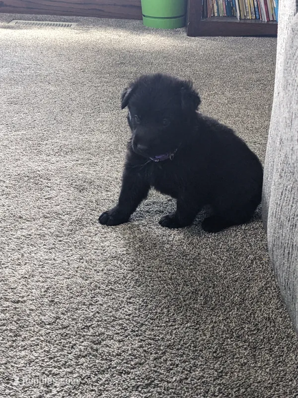 Sadie/Purple – German Shepherd Dog puppy for sale in Trenton, MO