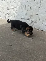 Princess/Pink, a female German Shepherd Dog for sale in Trenton, MO – 9 of 10