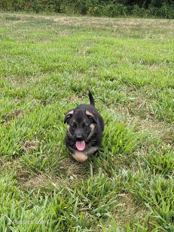 Athena/Lime Green – German Shepherd Dog puppy for sale in Trenton, MO