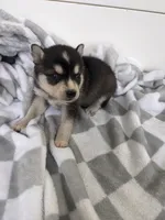 Aria/Pink, a female Alaskan Klee Kai for sale in Trenton, MO – Photo 3 of 5