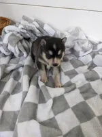 Aria/Pink, a female Alaskan Klee Kai for sale in Trenton, MO – Photo 2 of 5