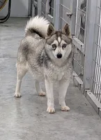 Aria/Pink, a female Alaskan Klee Kai for sale in Trenton, MO – Photo 4 of 5