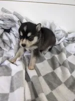 Aria/Pink, a female Alaskan Klee Kai for sale in Trenton, MO – Photo 1 of 5