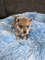 Blue Girl , a female Alaskan Klee Kai for sale in Trenton, MO – 2 of 8