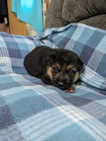 Zeus/Camo, a male German Shepherd Dog for sale in Trenton, MO – 2 of 4