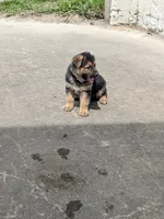 Princess/Pink, a female German Shepherd Dog for sale in Trenton, MO – 8 of 10