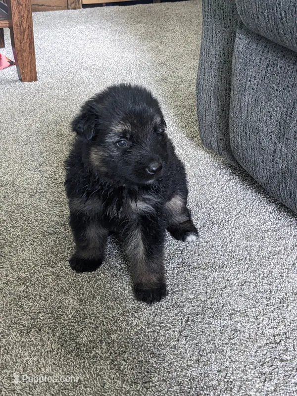 Bella/Gray – German Shepherd Dog puppy for sale in Trenton, MO