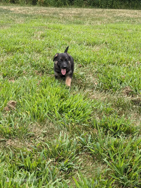 Sophia/Pink – German Shepherd Dog puppy for sale in Trenton, MO