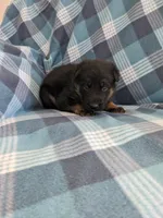 Max/Blue, a male German Shepherd Dog for sale in Trenton, MO – Photo 3 of 5