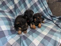 Max/Blue, a male German Shepherd Dog for sale in Trenton, MO – Photo 4 of 5