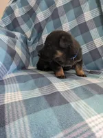 Max/Blue, a male German Shepherd Dog for sale in Trenton, MO – Photo 2 of 5