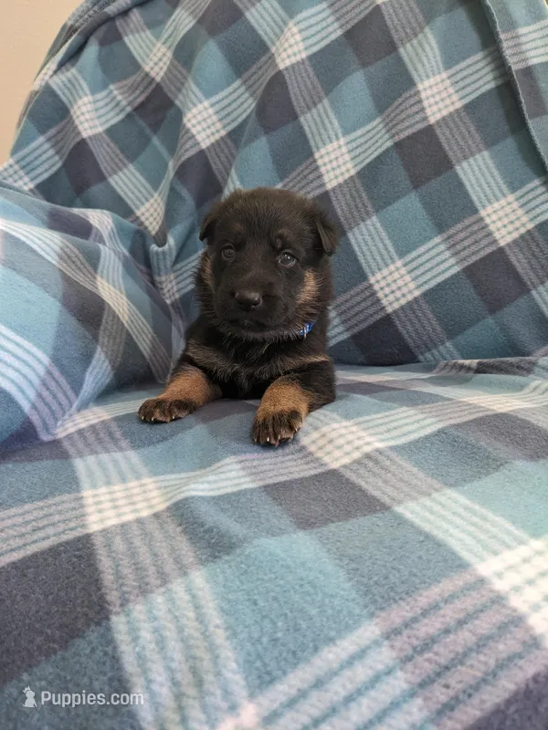 Max/Blue – German Shepherd Dog puppy for sale in Trenton, MO