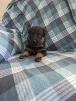 Max/Blue, a male German Shepherd Dog for sale in Trenton, MO – Photo 1 of 5